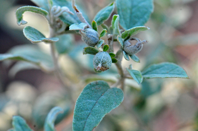 Leatherweed fruits are 3-lobed capsules. Again, observe the “scurfy” rough surfaces of the foliage. Croton pottsii 